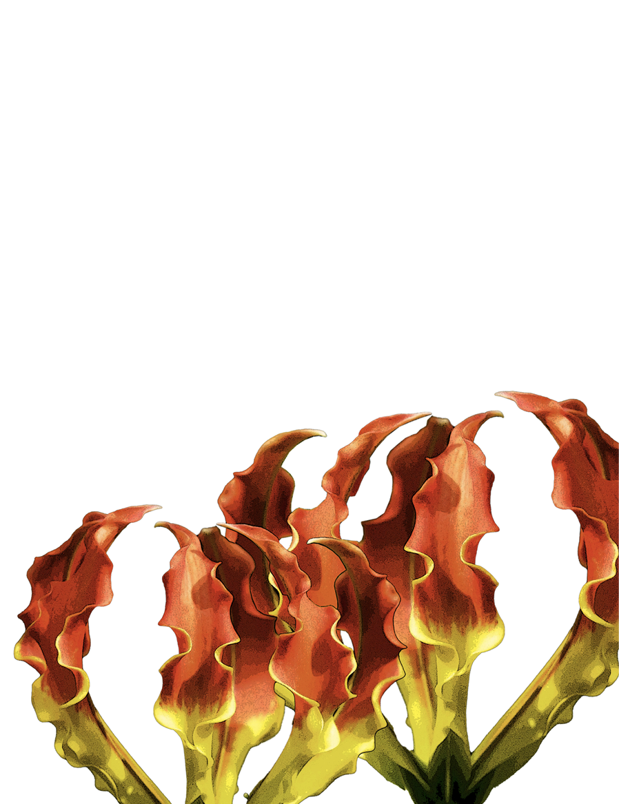 decorative image with a plant