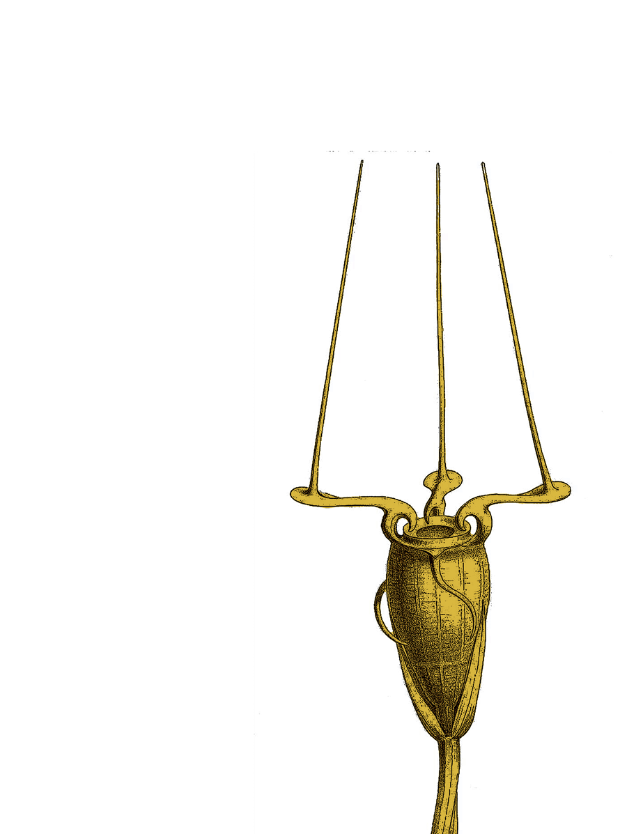 decorative image with a plant