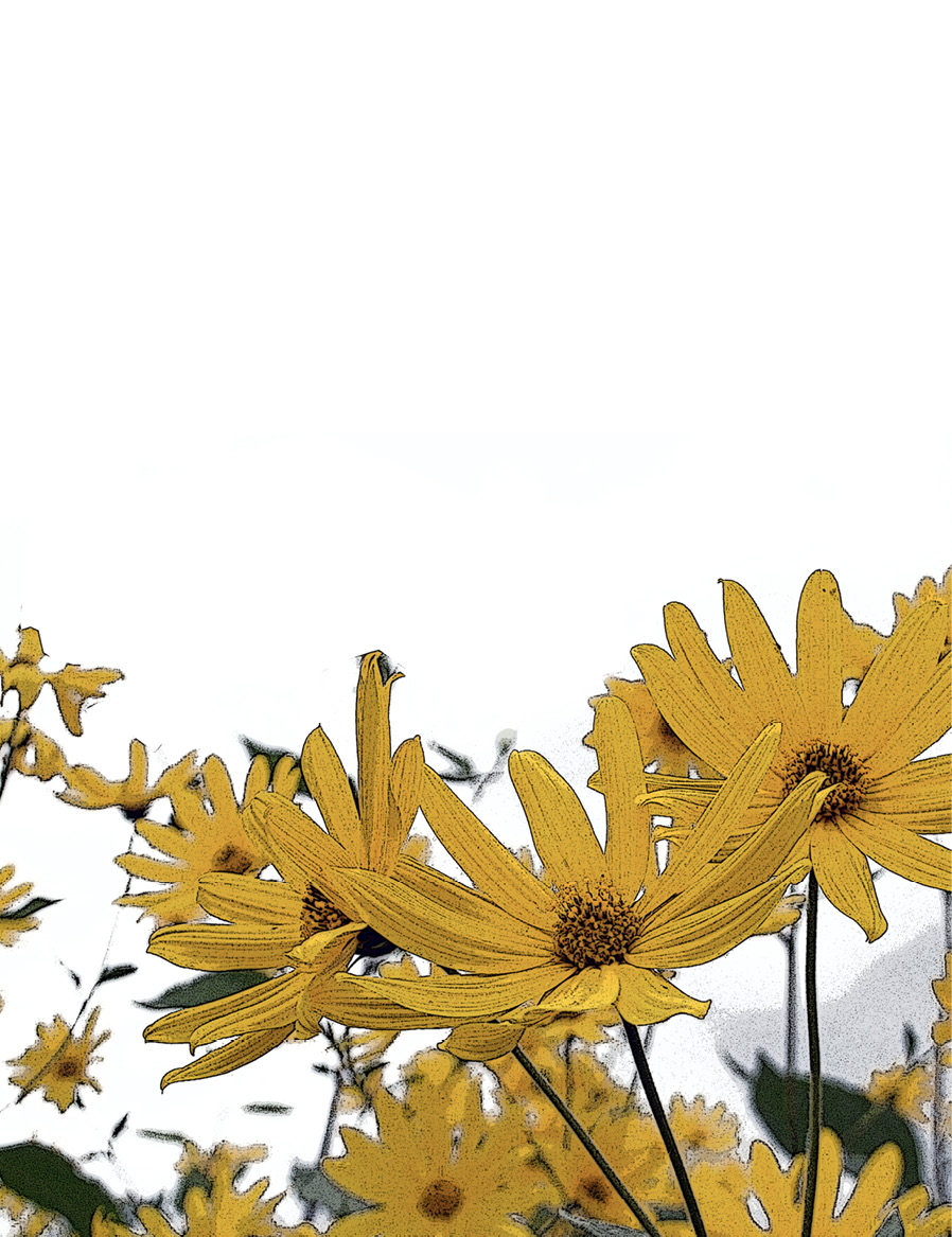 decorative image with a plant