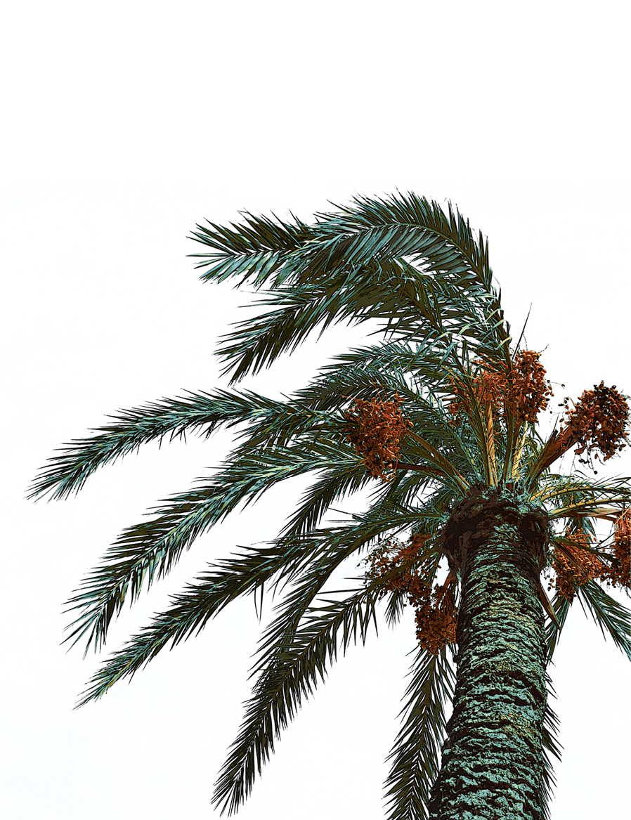 decorative image with a plant