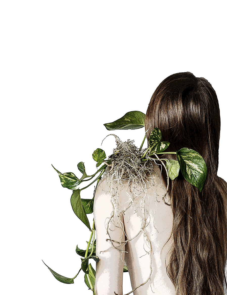 decorative image with a plant