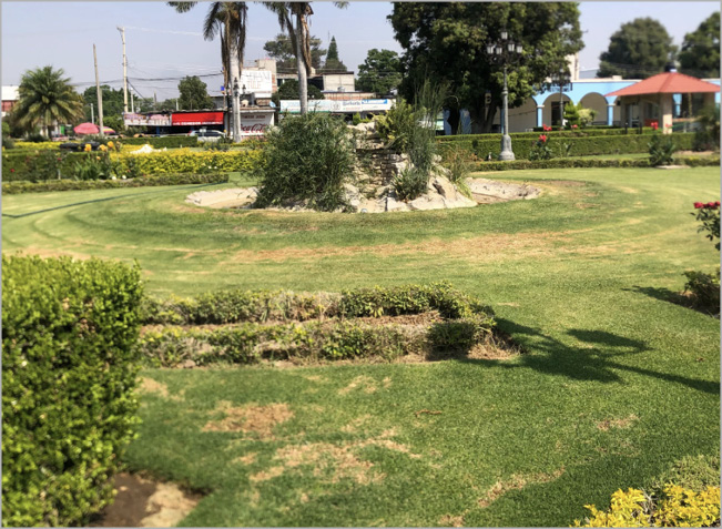 photo of grass showing signs of drought