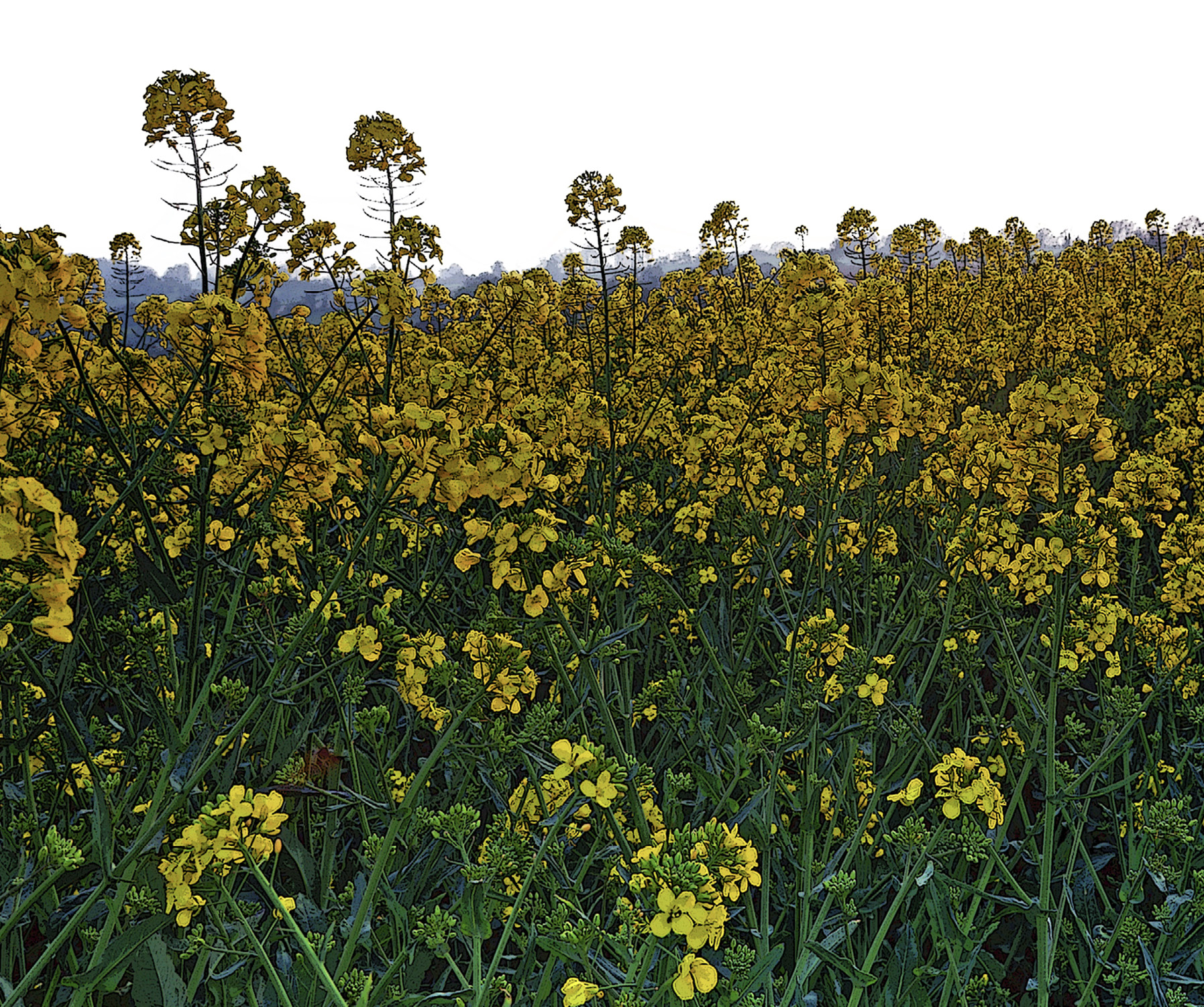 decorative image with mustard fields