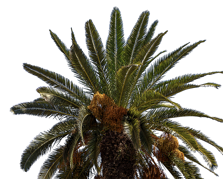 decorative image with a redwood