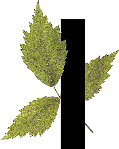 capital letter I with leaf decoration