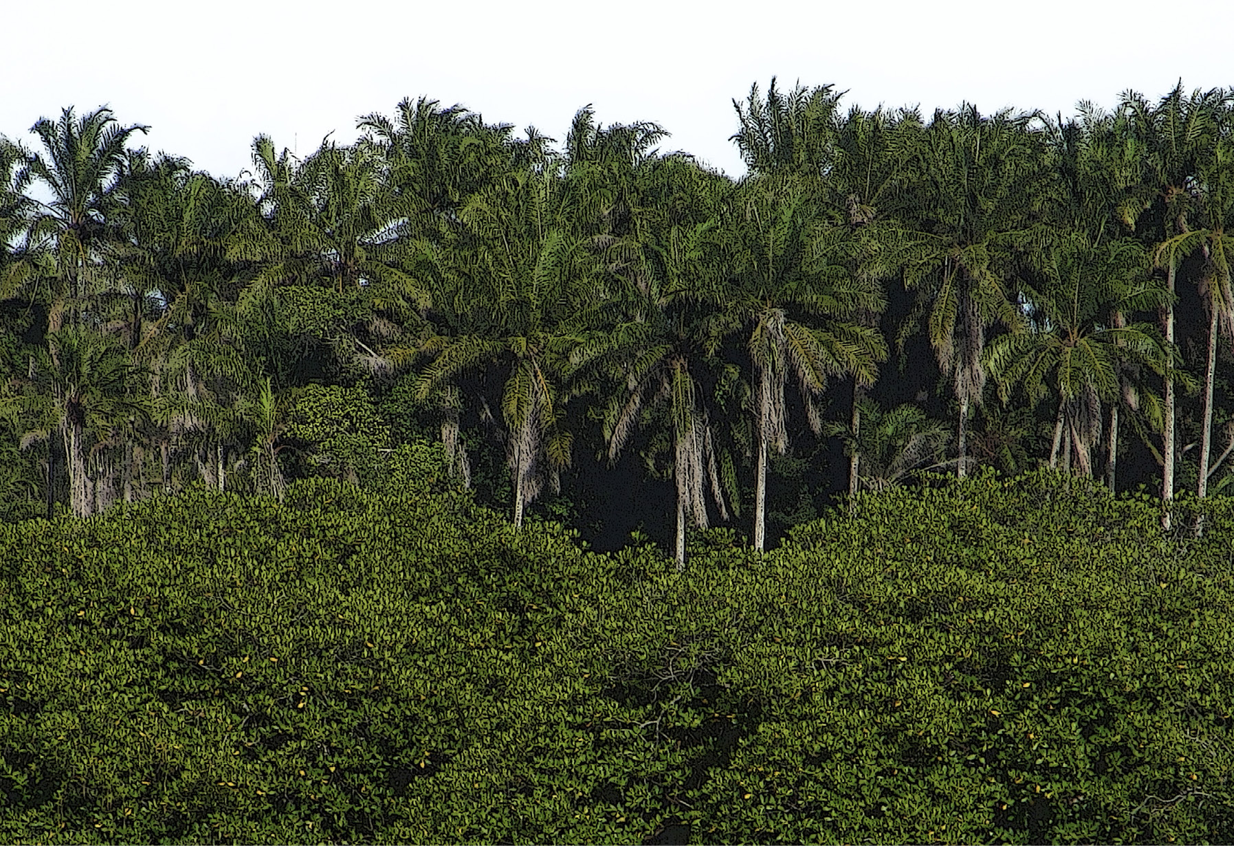 decorative image with African Oil Palm (Elaeis guineensis) and mangrove forest (Rhizophora mangle)