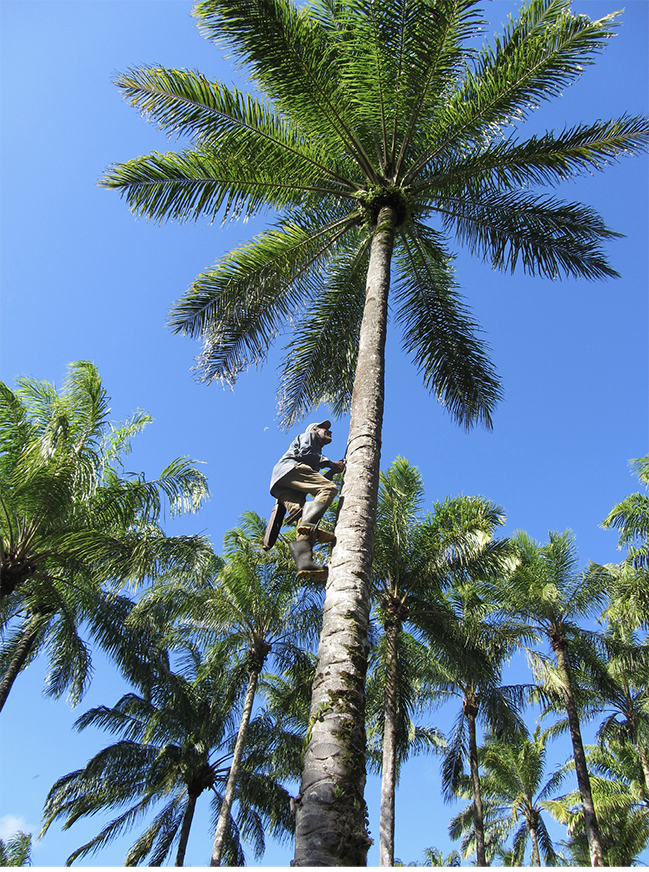 An Afro-Brazilian man in rubber boots and with a machete ascends an African oil palm for harvesting, surrounded by other palms amidst a deep-blue, cloudless sky on Bahia’s Dendê Coast.
