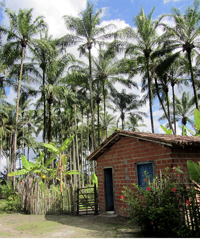 A modest home made of terra cotta bricks and roof tiles sits amidst a grove of emergent African oil palms and a polycultural garden of bananas, manioc and ornamental flowers on Bahia’s Dendê Coast.