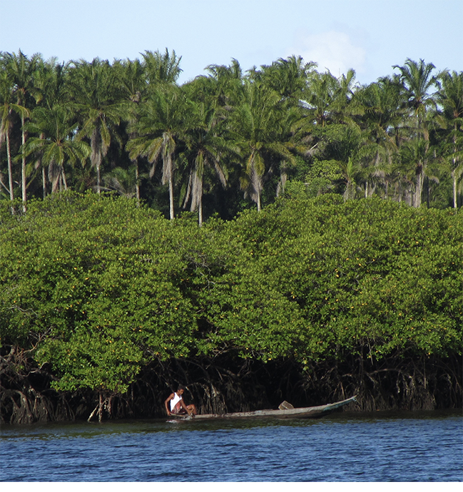An Afro-Brazilian man in a dugout canoe glides past a coastal mangrove forest flanked by a dense, emergent grove of African oil palms on Bahia’s Dendê Coast.