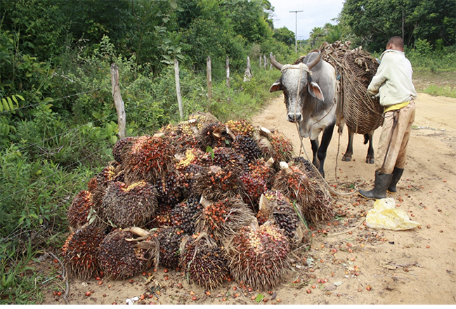 A young Afro-Brazilian man unloads fresh fruit bunches of the African oil palm from woven baskets attached to an oxen and places them along an earthen road where they await pickup by delivery drivers on Bahia’s Dendê Coast.