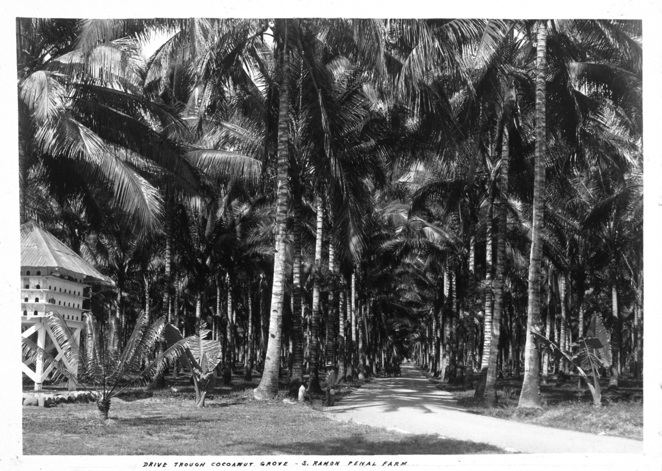 A ground-level view of the San Ramon Penal Farm. A road in the centre cuts through a grove of evenly spaced coconut trees. The fronds provide shade cover. To the left is a wooden building on stilts. The building has a thatch roof. The photograph caption reads: ‘Drive through coconut grove. S. Ramon Penal Farm.’ 
