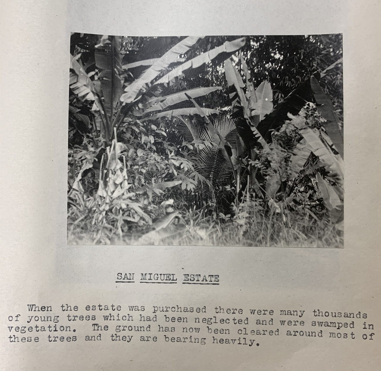 A ground level view of thick plant life including ferns, coconut palms, and grasses. The text at the bottom reads: ‘San Miguel Estates: When the estate was purchased there were many thousands of young trees which had been neglected and were swamped in vegetation. The ground has now been cleared around most of these trees and they are bearing heavily.’ 