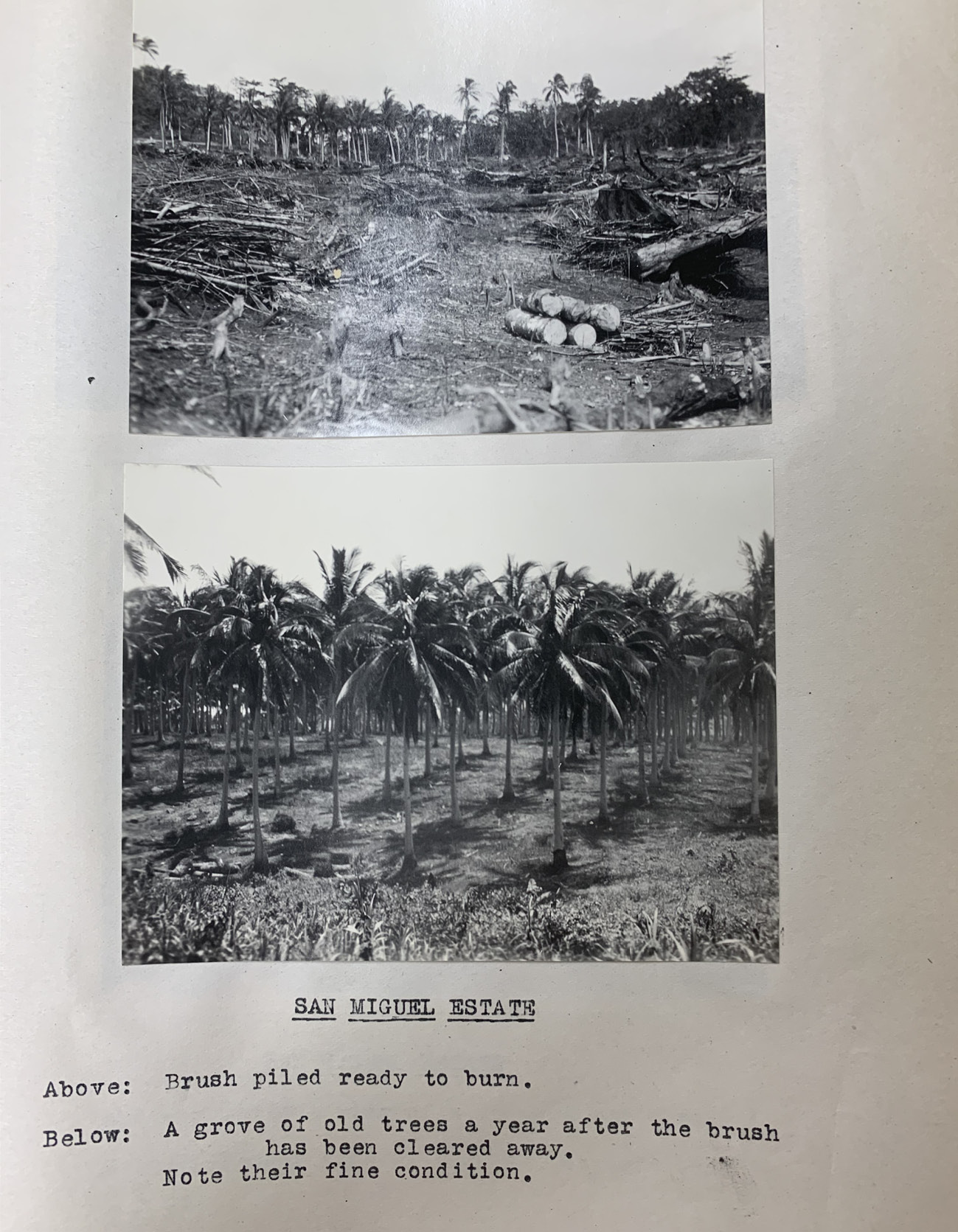 A photograph of six rows of young coconut trees planted at evenly spaced distances. The ground around the trees has been cleared of vegetation and cover. The raised position of the camera tells the viewer that these six rows are part of a larger plantation. Text at the bottom reads: ‘San Miguel Estate.