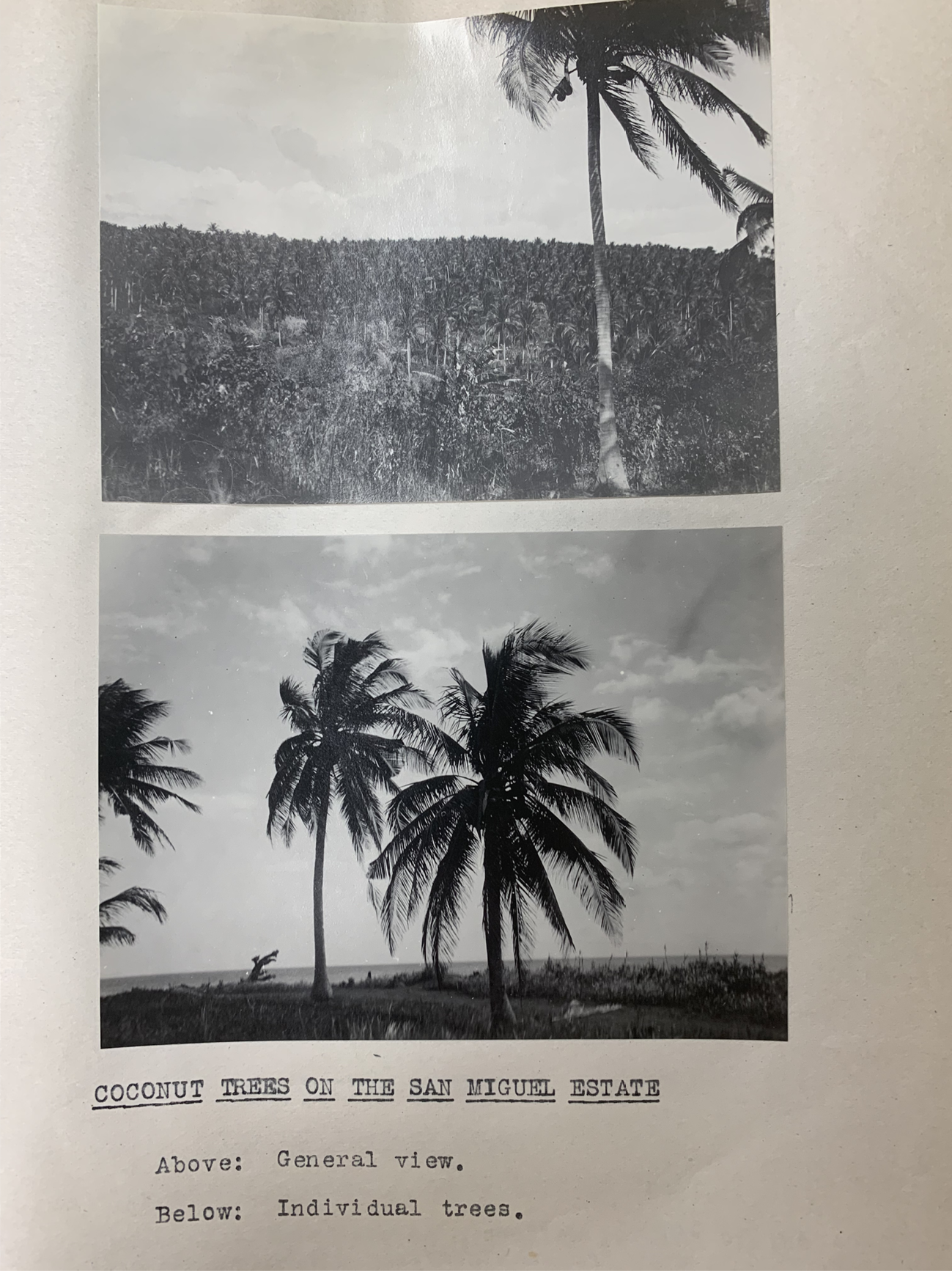 Two photographs on the white background of a photo album. The top photograph features one tall coconut tree. Its trunk is thin and is topped by fronds. The ground in the distance is covered in grass but is cleared of other vegetation. The bottom photograph contains two trees in the centre and a third tree to left. The emphasis is on the thick fronds at the top. The text below reads: ‘Coconut Trees on the San Miguel Estate: Above: General view. Below: Individual trees.’ 
