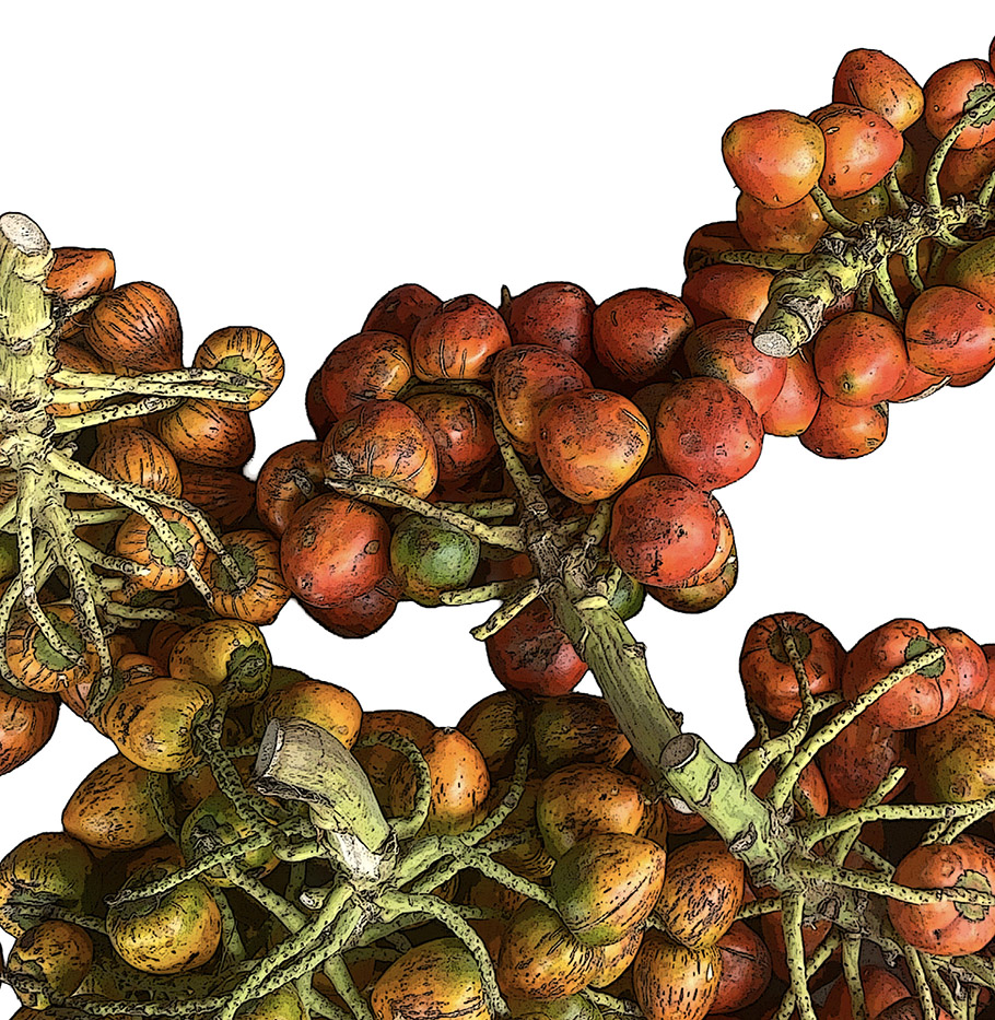Clusters of small, round fruits or seeds in shades of orange, red, and green attached to greenish stems are shown against a white background.

Descrizione generata da AI