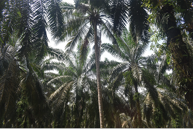 Tall palm trees with dense fronds create a canopy against a bright sky in a tropical forest setting.

Descrizione generata da AI