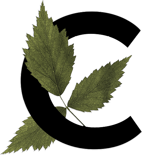 A large black letter C is partially covered by three green serrated leaves arranged in a fan shape.

Descrizione generata da AI
