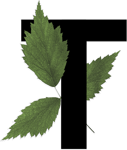 capital letter T with leaf decoration