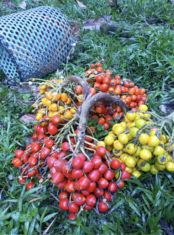 Multiple clusters of small, round Chontaduro fruits in shades of bright red and yellow resting on green grass.
