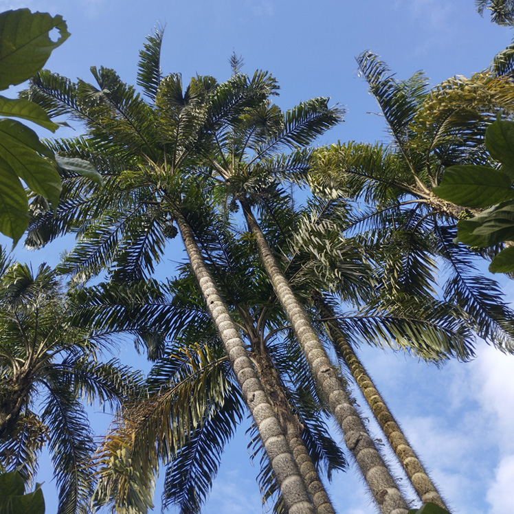 Looking up from the ground at several tall, slender Chontaduro palm trees with feathery fronds against a blue sky.