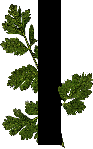 A botanical illustration of a green leafy plant with multiple lobed leaves arranged along a central stem.

Descrizione generata da AI