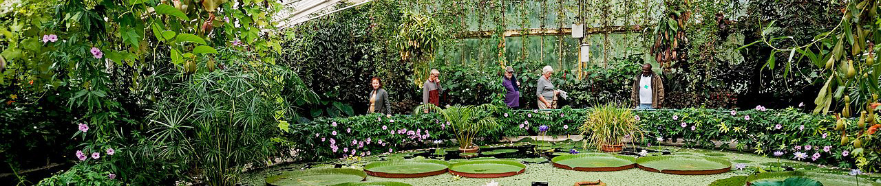 Water Lily House Kew