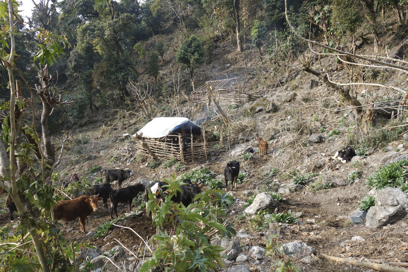 A cattle station with sheds and cattle in a forest clearing.