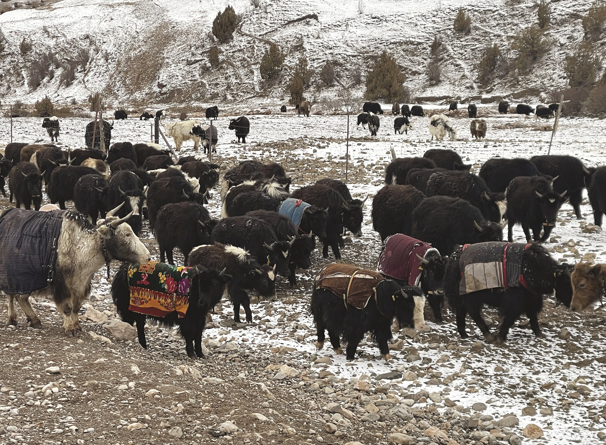 A herd of yaks returning from pasture to their homes on a winter day, with snow visible on the ground. Among them, one old white female yak and six calves wear repurposed textiles fastened with straps around their front legs, serving as blankets on their backs to keep them warm. The textiles are made from old clothes, quilts and bedding – including one calf’s blanket decorated with the double Chinese character ‘囍’ (xi), a traditional wedding symbol. The image highlights how weak and young yaks are protected during harsh conditions through the reuse of old textiles.