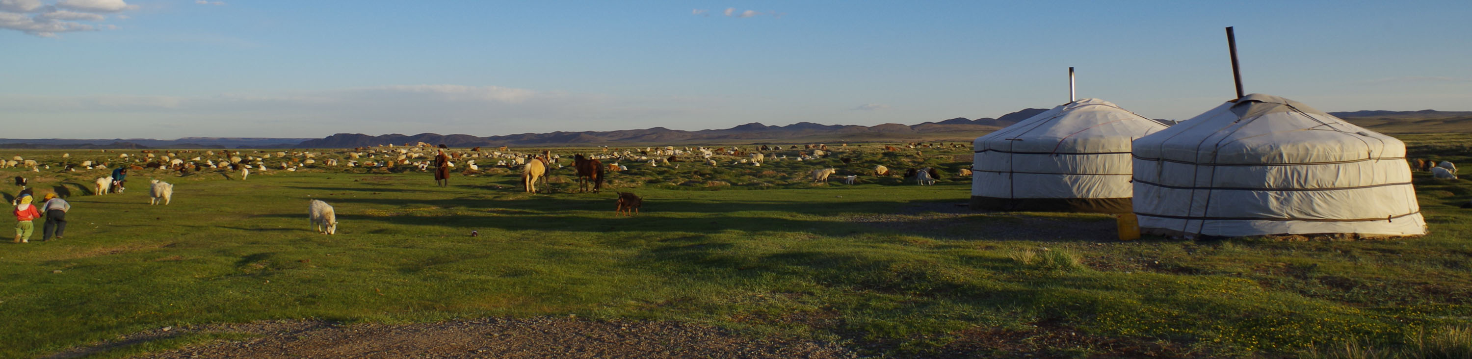 yurts and cattle